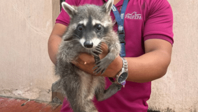 Entrega de Mapache a PROFEPA