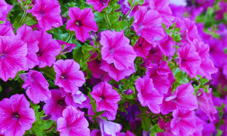 Flores ideales para sembrar en verano en México