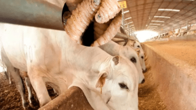 Ganaderos frenan al gusano barrenador con remedios caseros y vigilancia constante