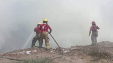 Incendios devastan vida silvestre en peligro