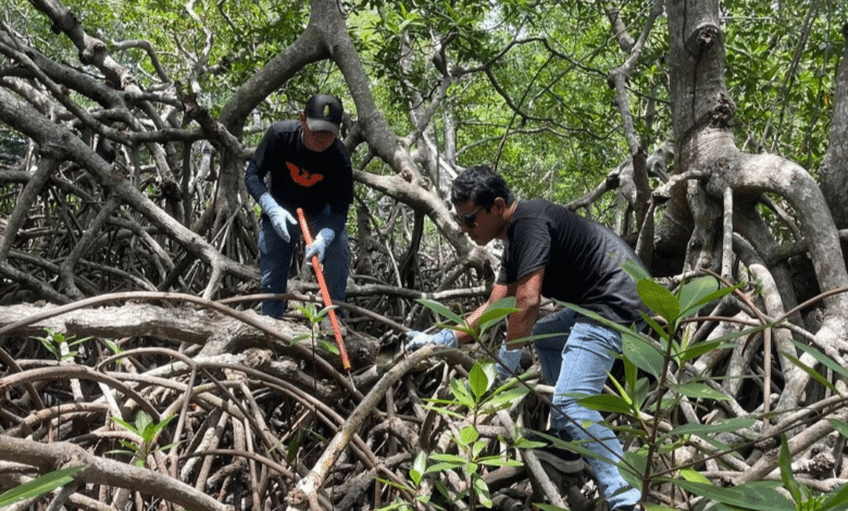 Jóvenes de Paraíso lideran limpieza de manglares por la conciencia Ambiental