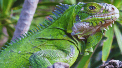Juj El valor sagrado de la iguana en la cultura tradicional de Tabasco