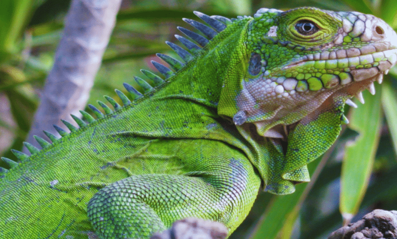 Juj El valor sagrado de la iguana en la cultura tradicional de Tabasco