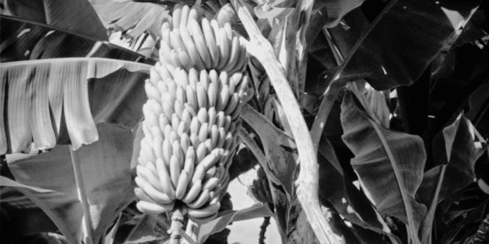 La historia del plátano en tabasco