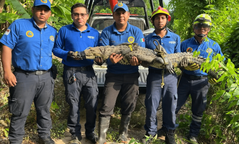 Lagarto de 2 metros siembra el pánico en el patio trasero de una familia tabasqueña