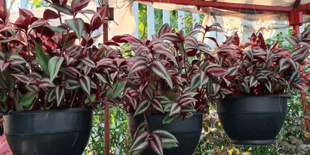 Matalí, la planta morada que ayuda a purificar los riñones y aliviar varios malestares