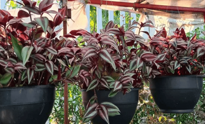 Matalí, la planta morada que ayuda a purificar los riñones y aliviar varios malestares