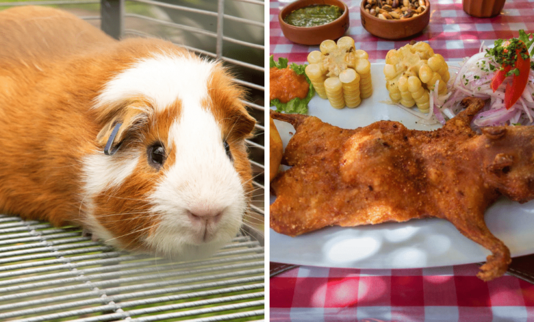 Por qué se come cuy en Perú Historia, cultura y tradición andina en un platillo emblemático