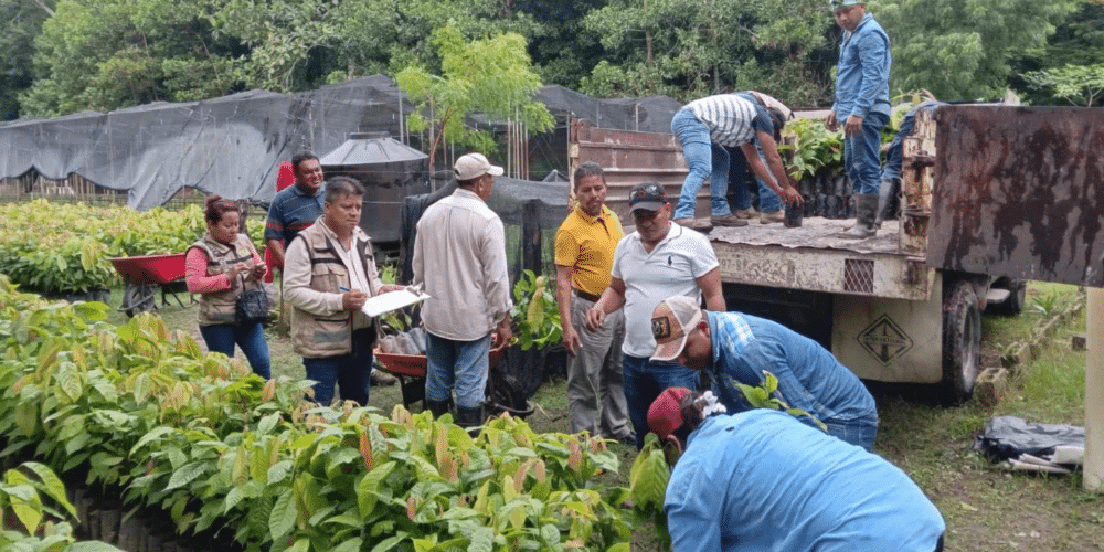 Tabasco Impulsa la reforestación y el sector cacaotero con una visión integral