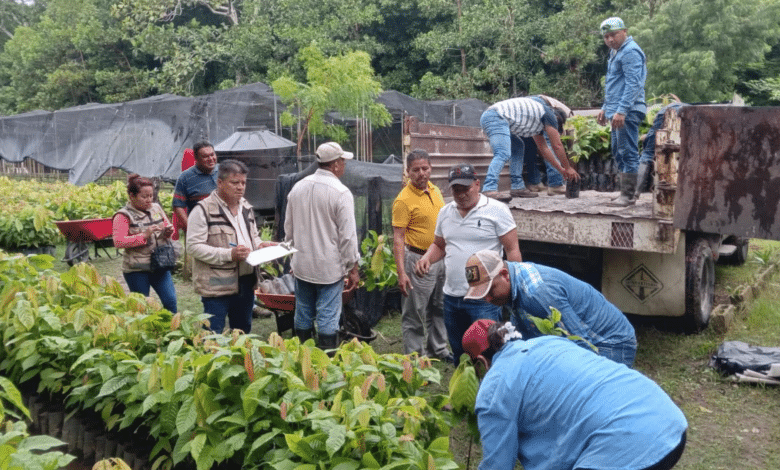 Tabasco Impulsa la reforestación y el sector cacaotero con una visión integral