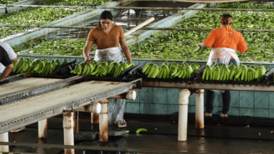 Platanos Tabasco