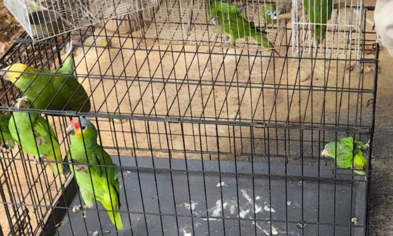 Asegura Profepa 18 ejemplares de fauna silvestre protegida en Tabasco