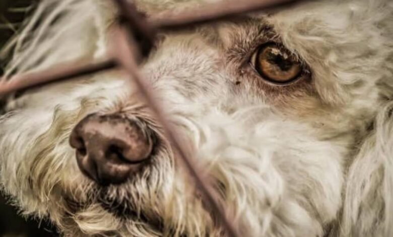 mascotas víctimas de redadas en texas