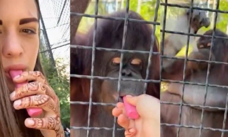 Boxeadora rusa obliga a fumar a orangután en Crimea, tendrá consecuencias (Foto de internet)