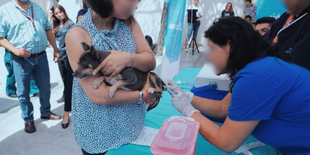 Arranca el 12 de septiembre campaña de vacunación y esterilización de mascotas en Tabasco 1