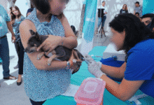 Arranca el 12 de septiembre campaña de vacunación y esterilización de mascotas en Tabasco 1