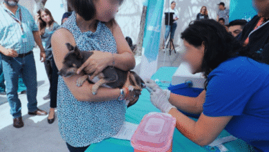 Arranca el 12 de septiembre campaña de vacunación y esterilización de mascotas en Tabasco 1