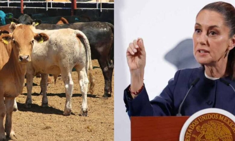 Claudia Sheinbaum prevé reapertura de exportación de ganado a EU