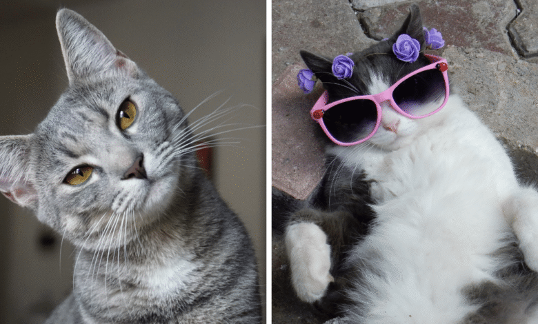 Cómo fortalecer el vínculo entre dueños y gatos claves respaldadas por la ciencia