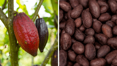 Inicia el Festival Cultural del Cacao 2025 en Tabasco