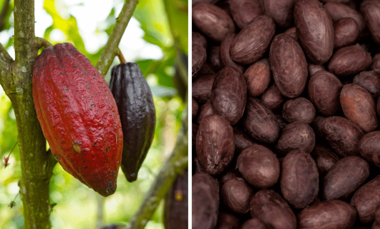 Inicia el Festival Cultural del Cacao 2025 en Tabasco