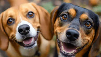 Jóvenes tabasqueños prefieren mascotas sobre tener hijos, revela INEGI