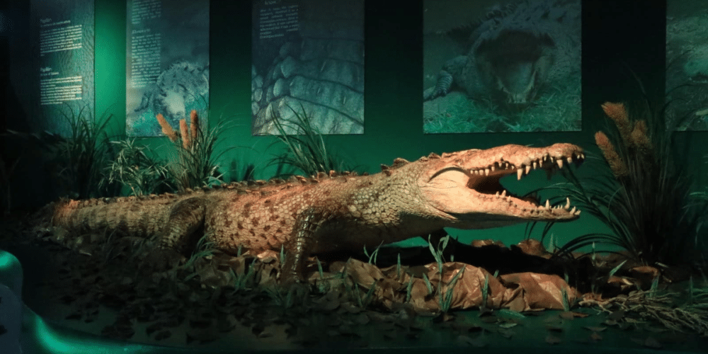 La leyenda de Papillón El cocodrilo gigante que conquistó Tabasco