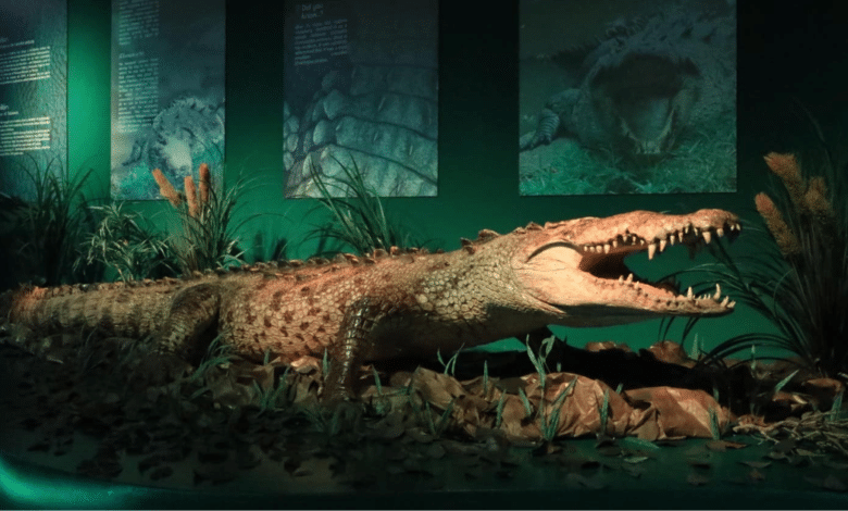 La leyenda de Papillón El cocodrilo gigante que conquistó Tabasco