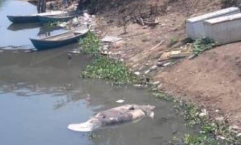 Muere un Manatí en las Aguas del Grijalva