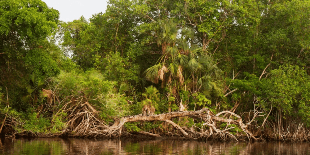 Pantanos de Centla, 33 años protegiendo el corazón ecológico de Tabasco