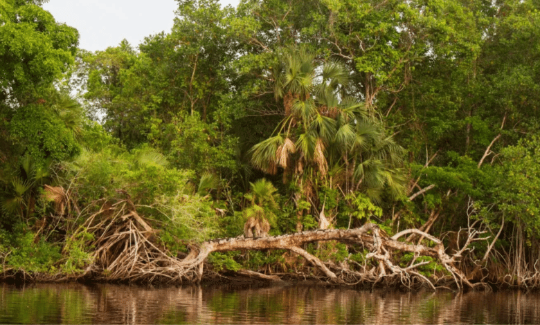 Pantanos de Centla, 33 años protegiendo el corazón ecológico de Tabasco