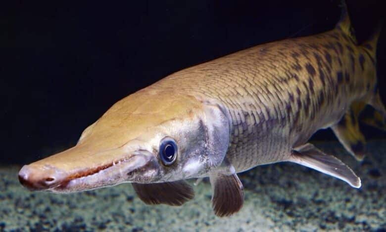 Pejelagarto el pez prehistórico que reina en los ríos de Tabasco