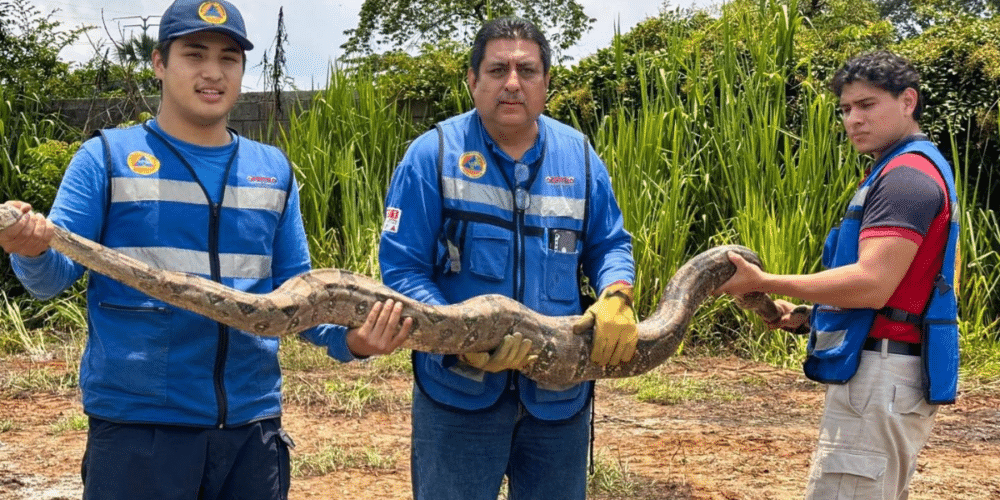 Protección Civil de Centro también se dedica a los animales