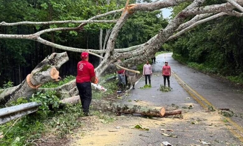 Protección Civil restablece vialidades tras caída de árboles en Tabasco