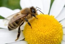 En peligro, la presencia de las abejas en el país (Foto de internet)