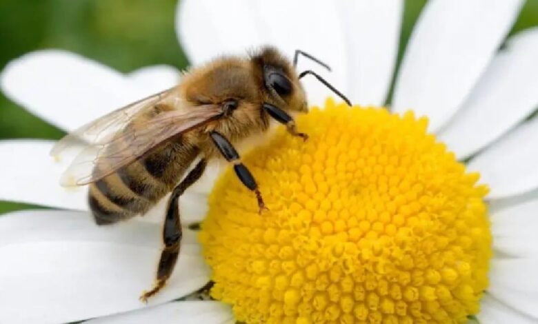En peligro, la presencia de las abejas en el país (Foto de internet)