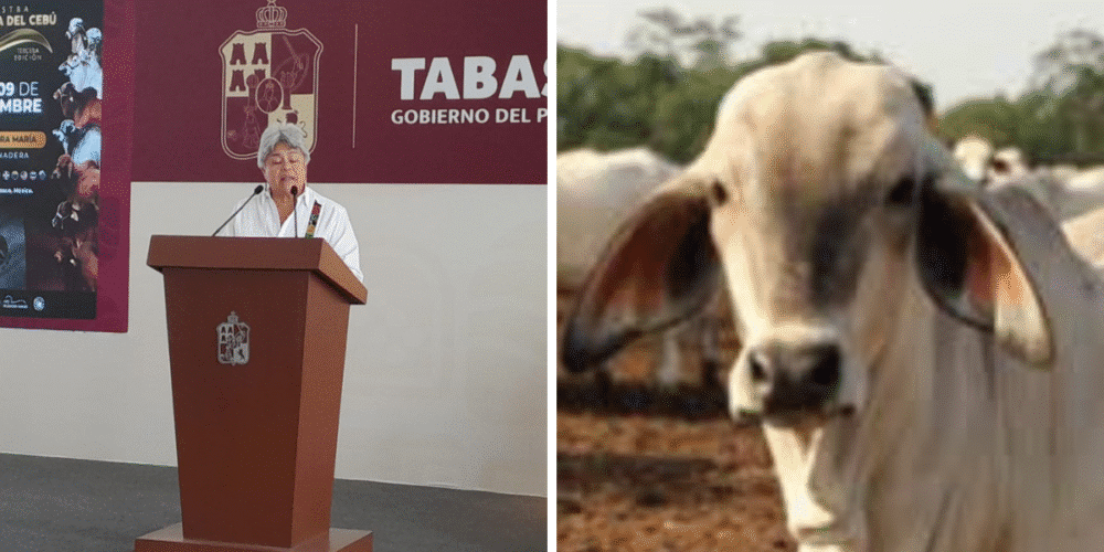 Tabasco demostrará la clase de ganado bovino mundial que tiene
