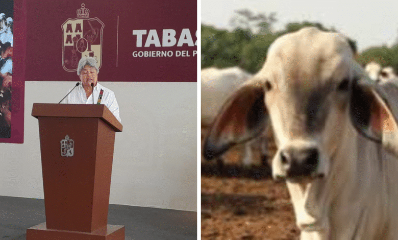 Tabasco demostrará la clase de ganado bovino mundial que tiene