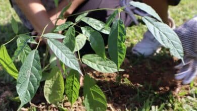 Anuncian Jornada Estatal de Reforestación