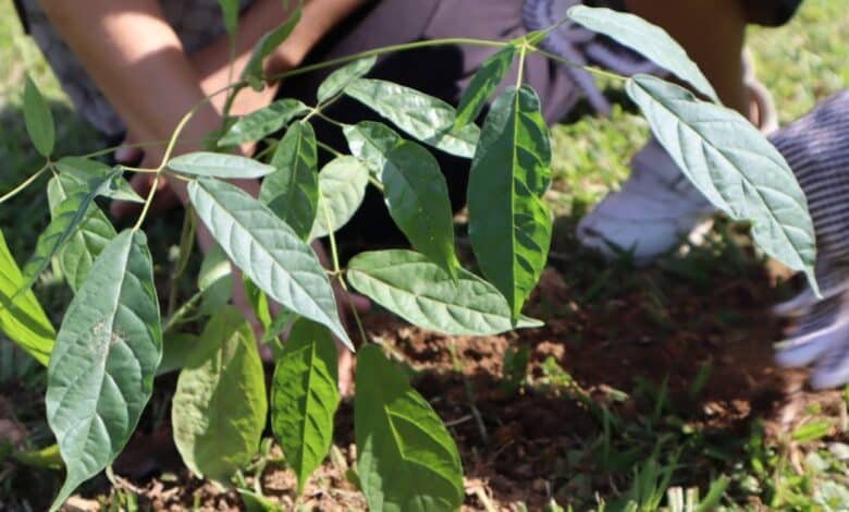 Anuncian Jornada Estatal de Reforestación