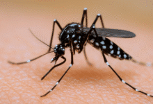 Con acciones de promoción de la salud y vigilancia epidemiológica, IMSS coadyuva en la prevención y control del dengue