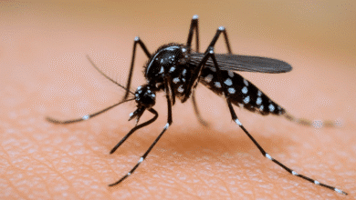 Con acciones de promoción de la salud y vigilancia epidemiológica, IMSS coadyuva en la prevención y control del dengue