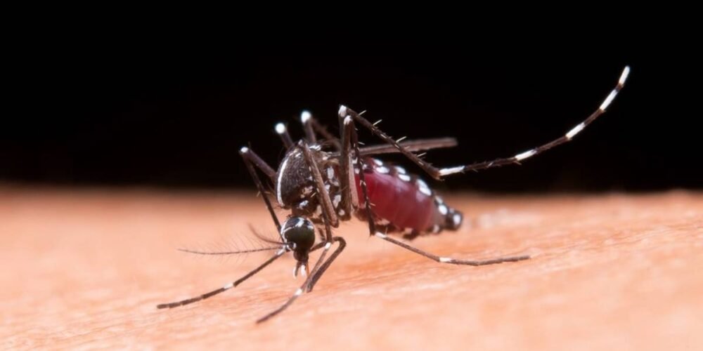 Disminuye el dengue en Tabasco