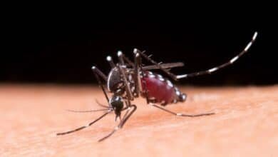 Disminuye el dengue en Tabasco