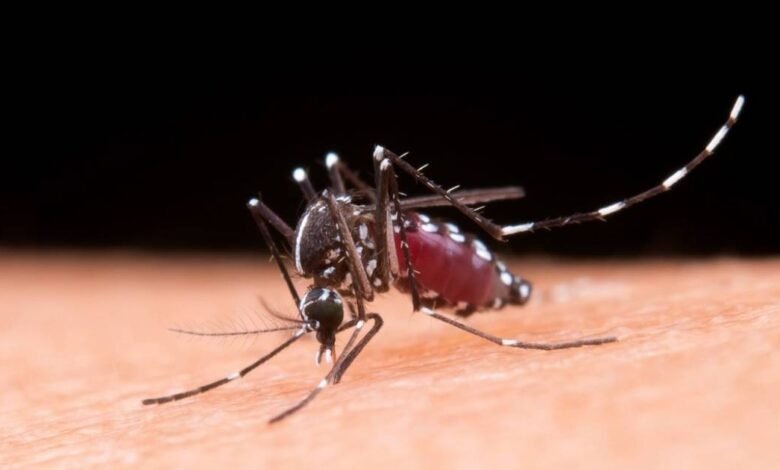 Disminuye el dengue en Tabasco