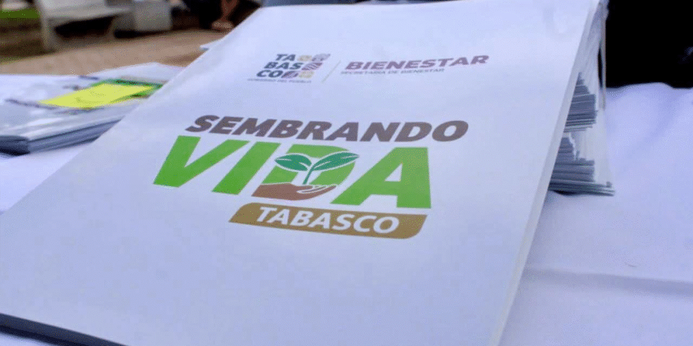 El Campo Tabasqueño Florece con el Programa Sembrando Vida