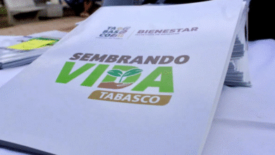 El Campo Tabasqueño Florece con el Programa Sembrando Vida