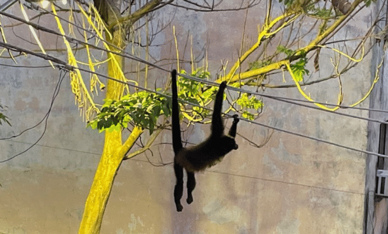 Exigen a CFE tomar medidas urgentes por electrocuciones de monos aulladores