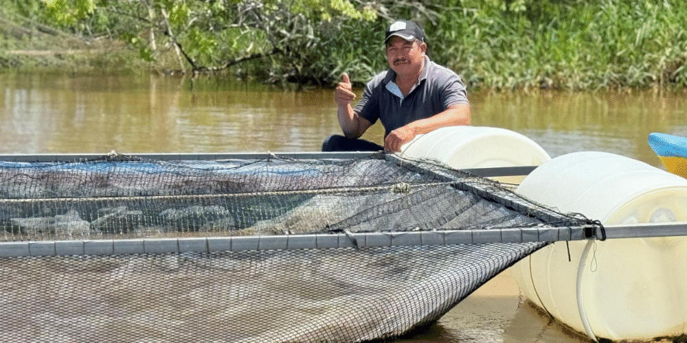 Familias de Centla se preparan para su primera gran cosecha de tilapia