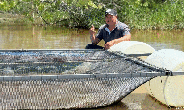 Familias de Centla se preparan para su primera gran cosecha de tilapia